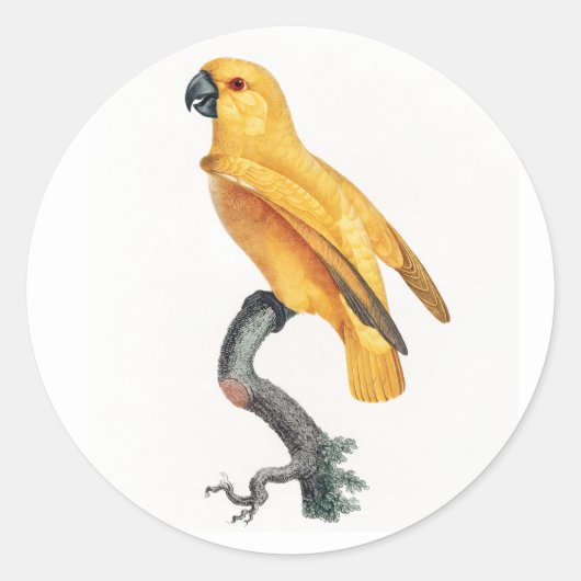 Senegal Parrot Ronde Sticker (Voorkant)