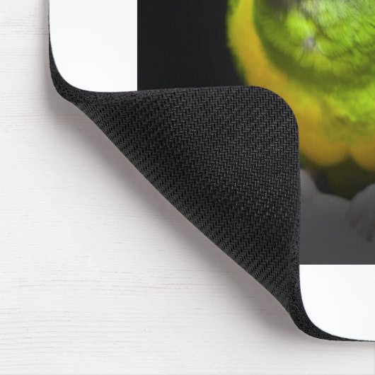 Senegal Parrot staring Teecoo Muismat (Hoek)