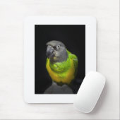 Senegal Parrot staring Teecoo Muismat (Met muis)