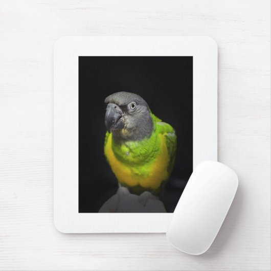 Senegal Parrot staring Teecoo Muismat (Met muis)