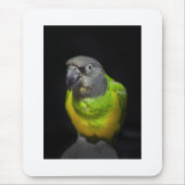 Senegal Parrot staring Teecoo Muismat (Voorkant)