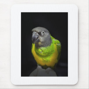 Senegal Parrot staring Teecoo Muismat
