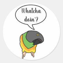 Senegal Parrot Sticker