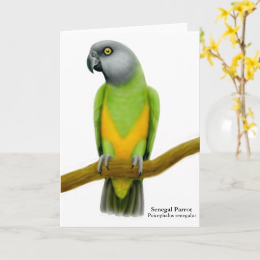 Senegal Parrot Wenskaart Kaart (Gele Bloem)
