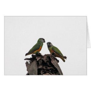 Senegal Parrots