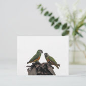 Senegal Parrots Briefkaart (Staand voorkant)