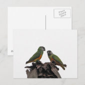Senegal Parrots Briefkaart (Voorkant / Achterkant)