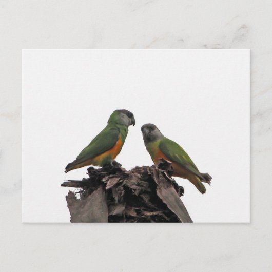 Senegal Parrots Briefkaart (Voorkant)