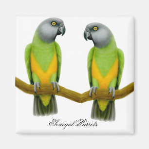 Senegal Parrots Magnet