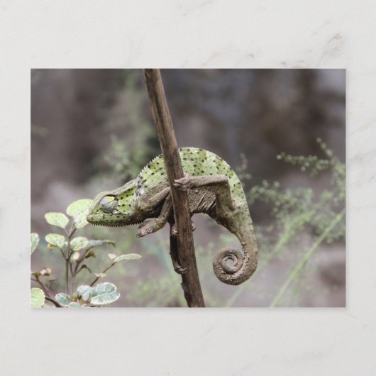 Senegalese kameleon, Chamaeleo senegalensis Briefkaart (Voorkant)