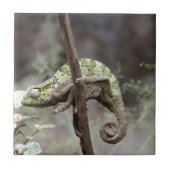 Senegalese kameleon, Chamaeleo senegalensis Tegeltje (Voorkant)