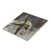 Senegalese kameleon, Chamaeleo senegalensis Tegeltje (Zijkant)