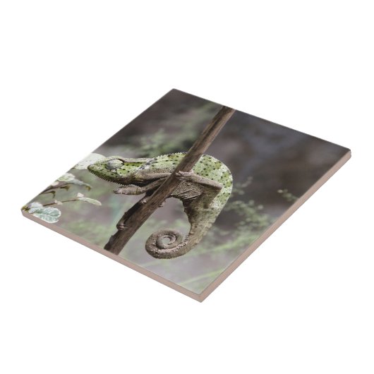 Senegalese kameleon, Chamaeleo senegalensis Tegeltje (Zijkant)