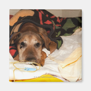 senior hond op de intensive care afdeling met een magneet