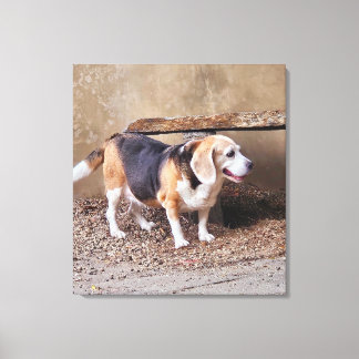 Senior huisdier Beagle, Daisy Elizabeth maakt een  Canvas Afdruk