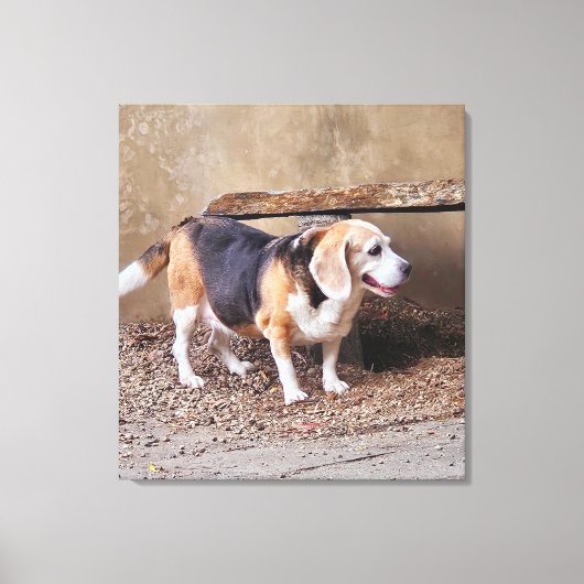 Senior huisdier Beagle, Daisy Elizabeth maakt een Canvas Afdruk (Voorkant)