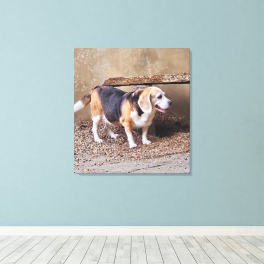 Senior huisdier Beagle, Daisy Elizabeth maakt een Canvas Afdruk (Insitu (Houten vloer))