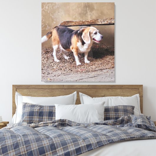 Senior huisdier Beagle, Daisy Elizabeth maakt een  Canvas Afdruk (Insitu (Slaapkamer))