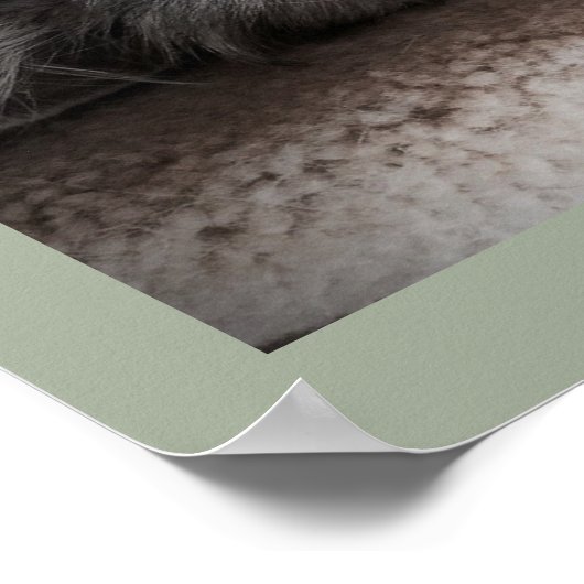 Sensationeel Siberisch Cat Poster (Hoek)