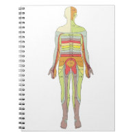 Sensorische Dermatomen Neurologie