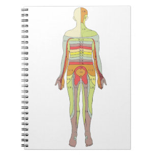 Sensorische Dermatomen Neurologie Notitieboek