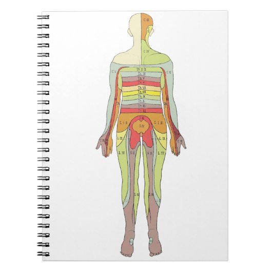 Sensorische Dermatomen Neurologie Notitieboek (Voorkant)