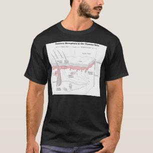 Sensorische receptoren in het huiddiagram bij de m t-shirt