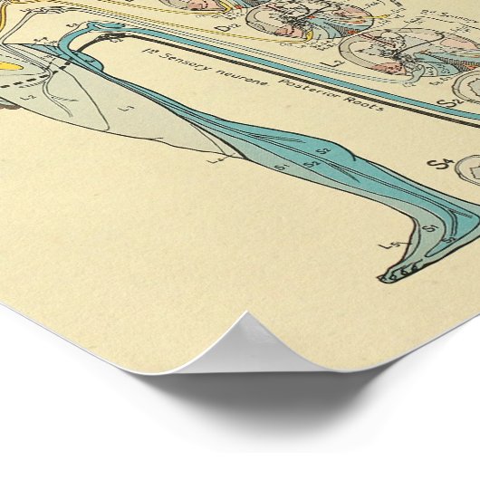 Sensorische zenuw Nerves Medische anatomie Grafiek Poster (Hoek)