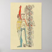 Sensorische zenuw Nerves Medische anatomie Grafiek Poster (Voorkant)
