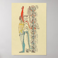 Sensorische zenuw Nerves Medische anatomie Grafiek