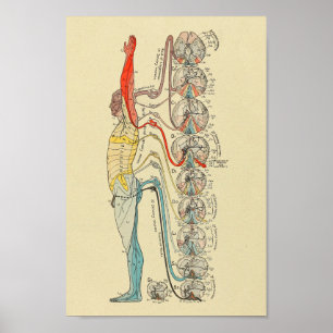 Sensorische zenuw Nerves Medische anatomie Grafiek Poster