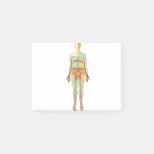 Sensory Dermatomes Neurology Post-it® Notes