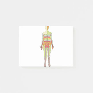 Sensory Dermatomes Neurology Post-it® Notes