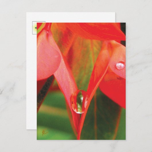 Sensual Red Flower With Dew Briefkaart (Voorkant / Achterkant)