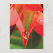 Sensual Red Flower With Dew Briefkaart (Voorkant)