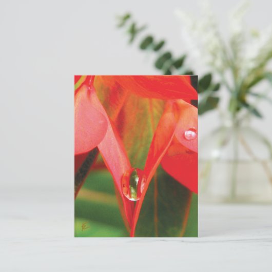 Sensual Red Flower With Dew Briefkaart (Staand voorkant)