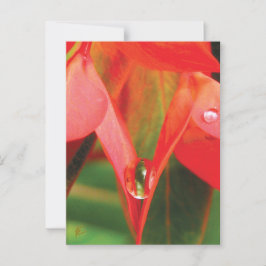 Sensual Red Flower With Dew Briefkaart