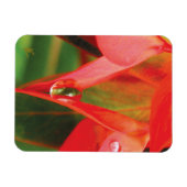 Sensual, Red Petals with Dew, Sexy Flower Magneet (Horizontaal)