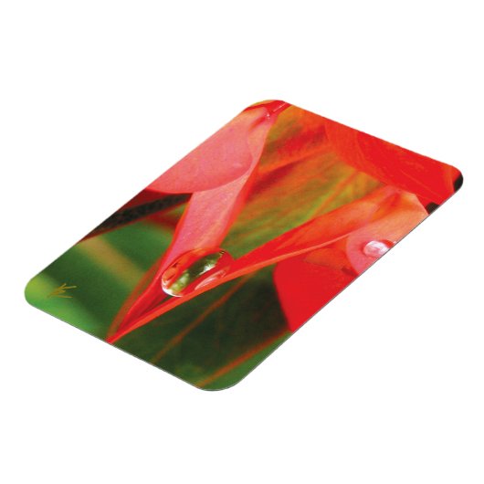 Sensual, Red Petals with Dew, Sexy Flower Magneet (Linkerzijde)