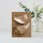 Sensual Shells Briefkaart (Staand voorkant)