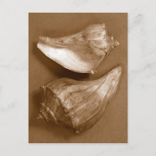 Sensual Shells Briefkaart