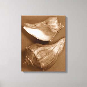 Sensual Shells Canvas Afdruk