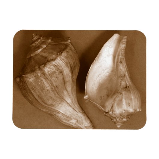 Sensual Shells Magneet (Horizontaal)