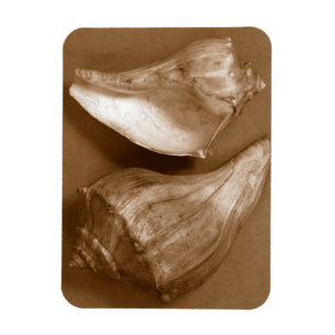 Sensual Shells Magneet