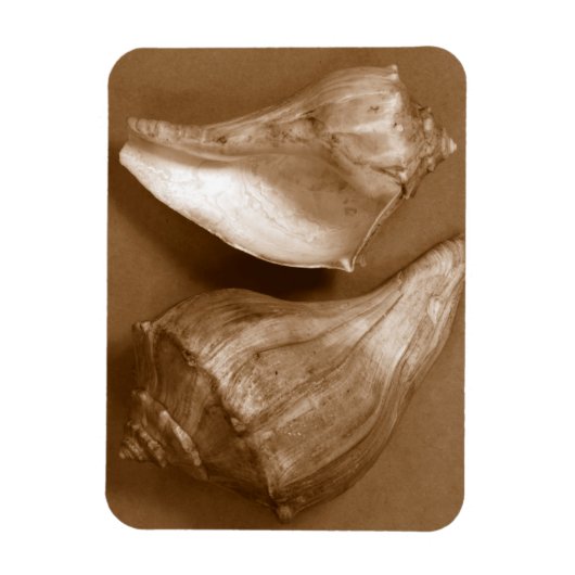 Sensual Shells Magneet (Verticaal)