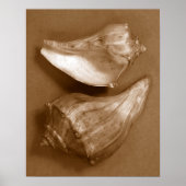 Sensual Shells Poster (Voorkant)