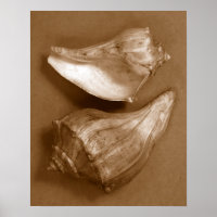 Sensual Shells