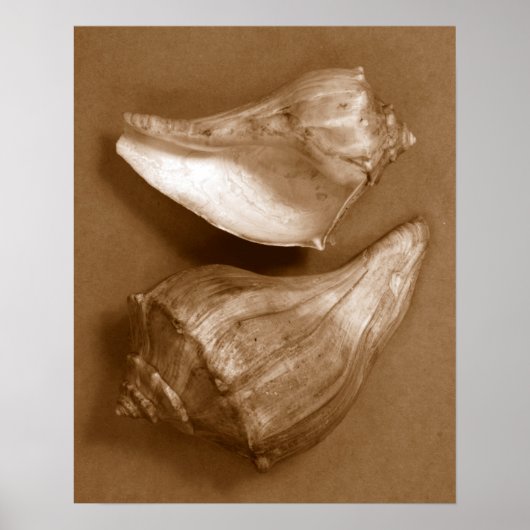 Sensual Shells Poster (Voorkant)