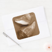 Sensual Shells Vierkante Sticker (Envelop)