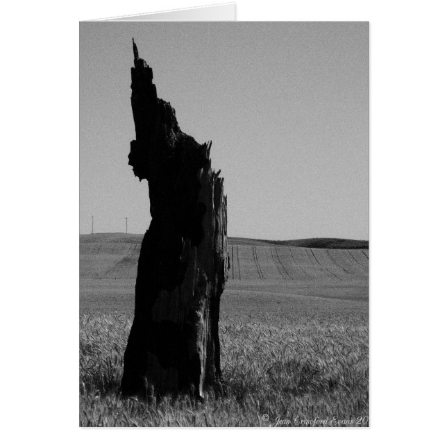 Sentinaal (Voorkant)